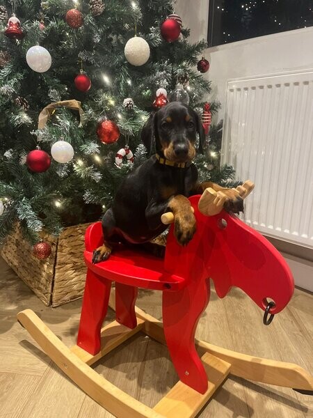 European Dobermann Puppies