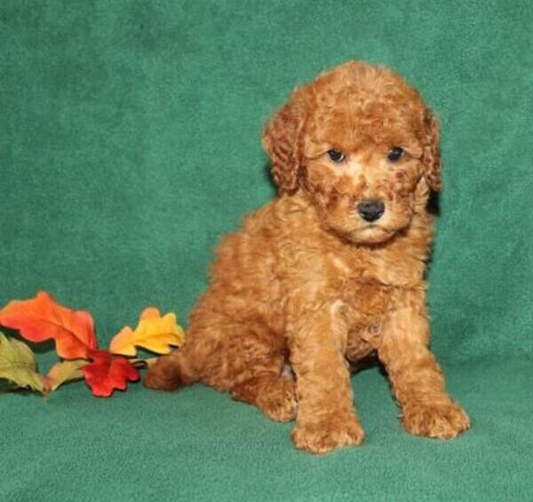 Golden Doodle Puppies ready
