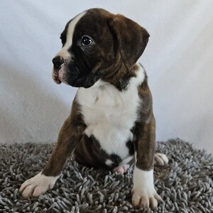 Boxers Puppies | PostAds PH