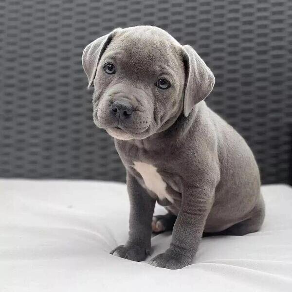 Blue KC Staffordshire Bull Terriers