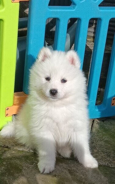 Beautiful Samoyed puppies