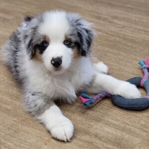 Australian shepherd puppies Viber:+63-9481-451-325 | PostAds PH