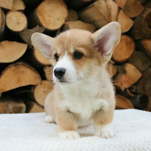 Welsh Corgi Puppies | PostAds PH