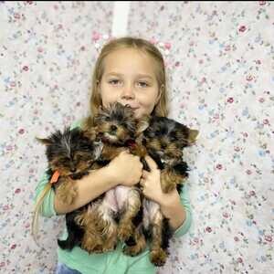 Stunning Yorkshire Terrier Puppies | PostAds PH