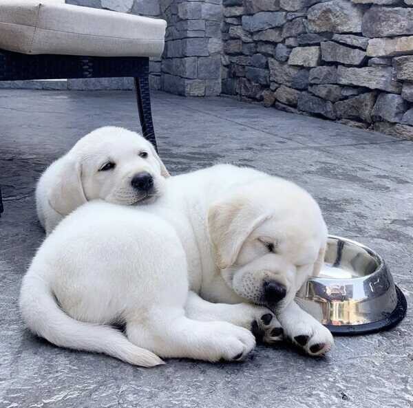 Labrador Retriever puppies