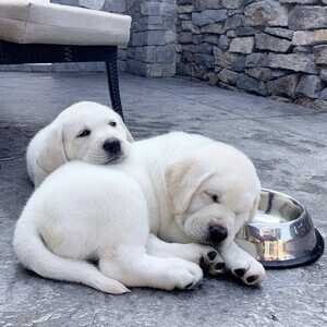 Labrador Retriever puppies | PostAds PH