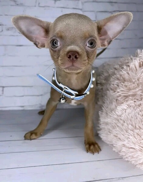 Outstanding Chihuahua Puppies