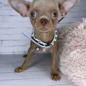 Outstanding Chihuahua Puppies | PostAds PH