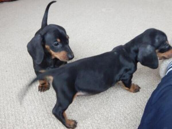 DASHCHUND PUPPIES Viber:+63-9481-451-325