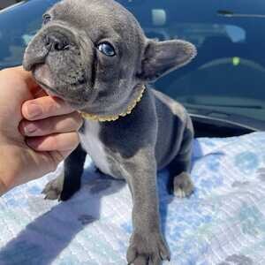 Lovely Frenchbulldog | PostAds PH