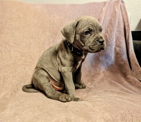Cane Corso Puppies email:mercymillo38@gmail.com