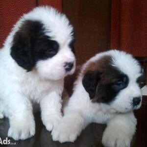 Cute male and female Saint Bernard pups Viber:+63-9481-451-325 | PostAds PH