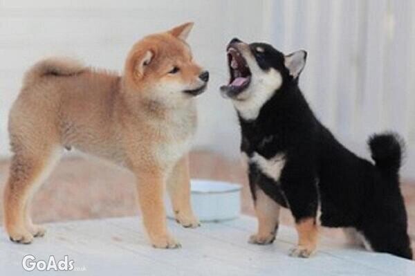 Adorable Home raised Shiba Inu Puppies Viber:+63-9481-451-325