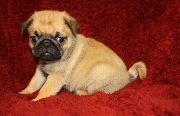 Pure bred pug puppies fawn Viber:+63-9481-451-325
