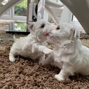 Bichon Frise puppies | PostAds PH
