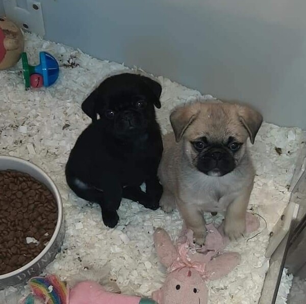 Gorgeous Pug Puppies