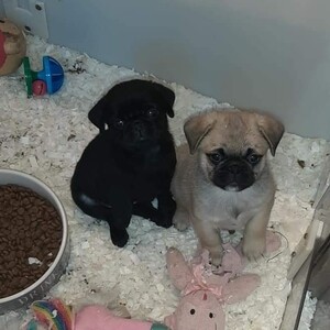 Gorgeous Pug Puppies | PostAds PH