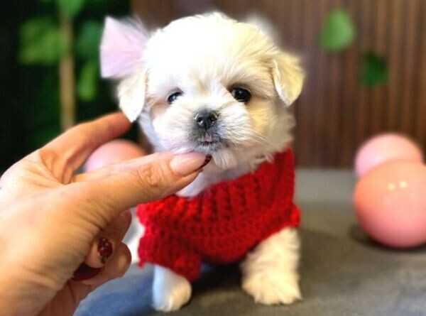 Snow White Maltesse Terrier