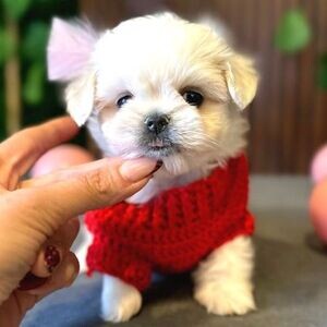 Snow White Maltesse Terrier | PostAds PH