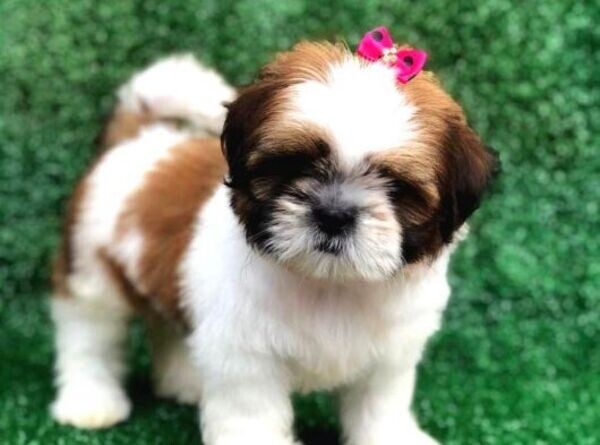 Shih Tzu Puppies