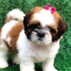 Shih Tzu Puppies | PostAds PH