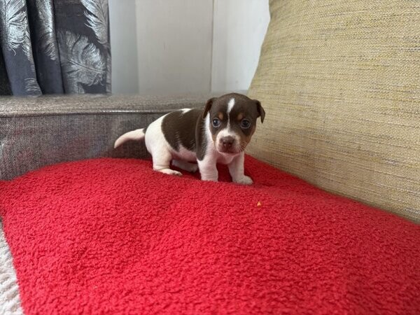 Jack Russell Puppy