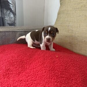 Jack Russell Puppy | PostAds PH