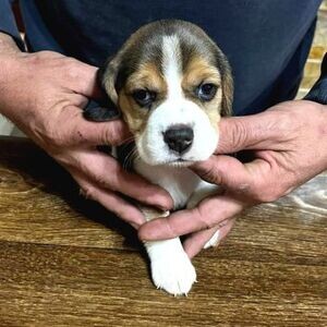 Beagle Puppies | PostAds PH