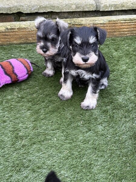 Miniature Schnauzer Puppy