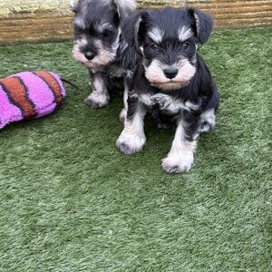 Miniature Schnauzer Puppy | PostAds PH