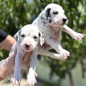 Dalmatian Puppy | PostAds PH