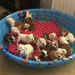 English Bulldog Puppies | PostAds PH