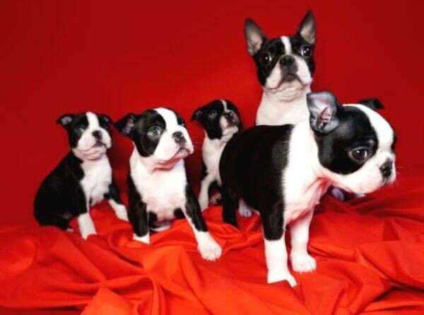 Boston Terrier Puppies ready