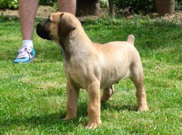 Boerboel (South African Mastiff) Puppies