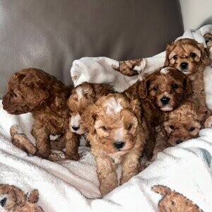 Cavapoo Beauty | PostAds PH