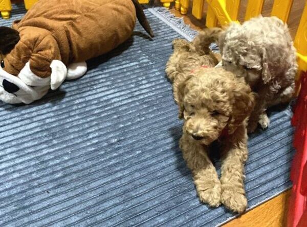 F4 Labradoodle Puppies