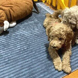 F4 Labradoodle Puppies | PostAds PH
