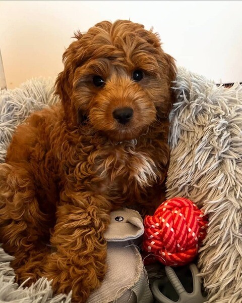 Adorable Cavapoo puppies ready to be rehomed.
