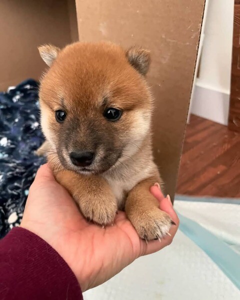 Adorable Akita puppies for adoption.