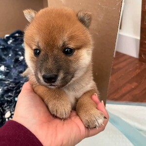 Adorable Akita puppies for adoption. | PostAds PH