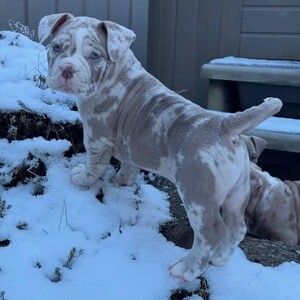 American Bully puppies available for adoption. | PostAds PH