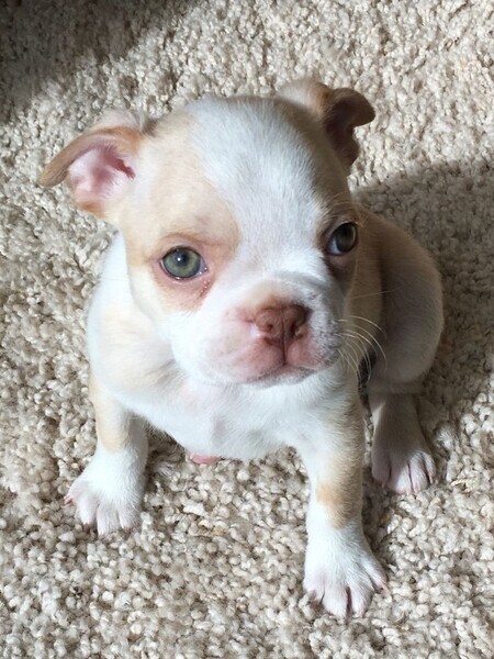 Available Boston Terrier puppies for adoption.
