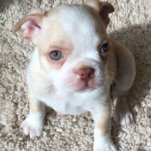 Available Boston Terrier puppies for adoption. | PostAds PH