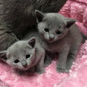 stunning Russian blue kittens. Viber: (+639660614145) | PostAds PH