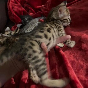 Male and Female Savannah Kittens Viber: (+639660614145) | PostAds PH