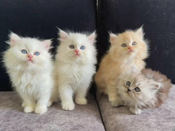Gccf Ragdoll Kittens  Viber: (+639660614145)  