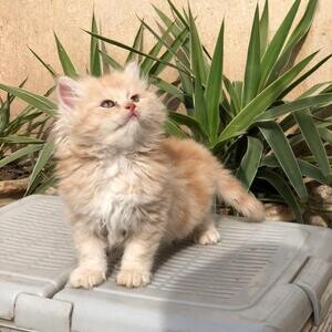 Glorious Orange Persian kittens Viber: (+639660614145) | PostAds PH