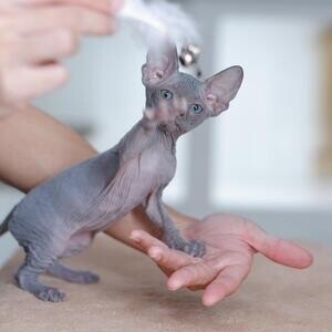 Beautiful Blue Eyed Sphynx kittens..Please contact us on Viber: (+639660614145) | PostAds PH