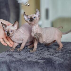 Beautiful Sphynx Kittens Viber: (+639660614145) | PostAds PH