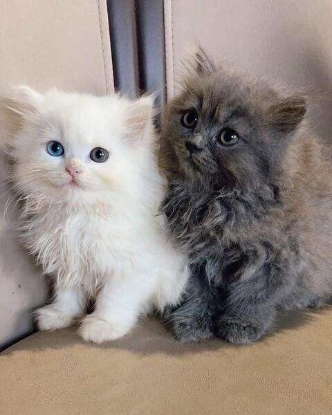 Ragdoll kittens For Adoption  Viber: (+639660614145) 